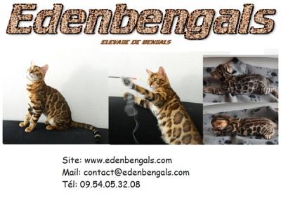 edenbengals